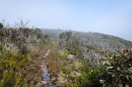 walking track from mount william