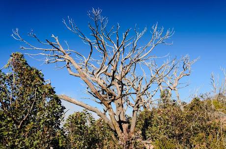 bare branched trees on major mitchell plateau