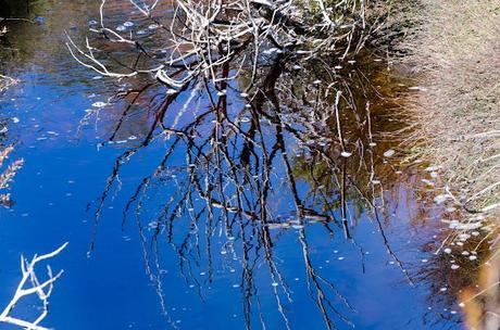 reflections on first wannon creek