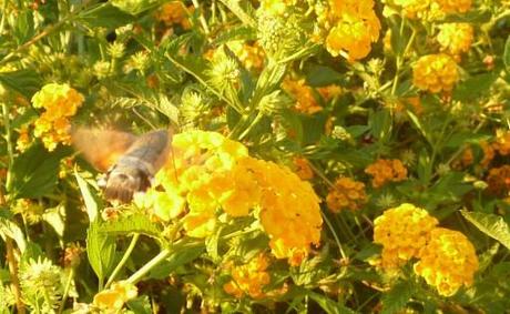 hawk moth gathers nectar from lantana