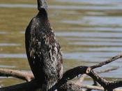 Curious Case Cannibalistic Cormorants