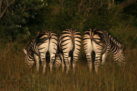 Photo zebra