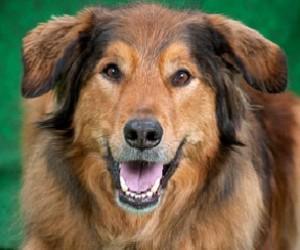 Doggie Brigade Canine to Star in Annie