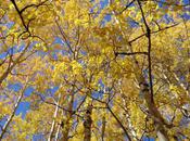 Almost Officially Autumn