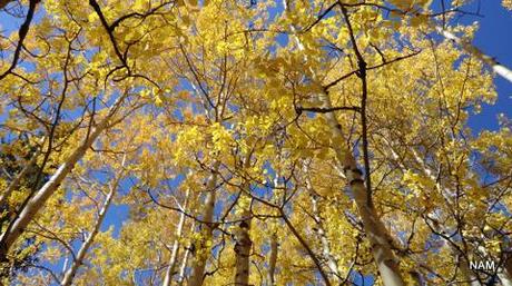 Almost Officially Autumn