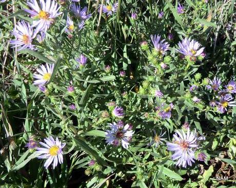 Almost Officially Autumn