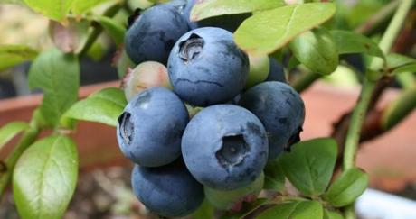 Growing Blueberries