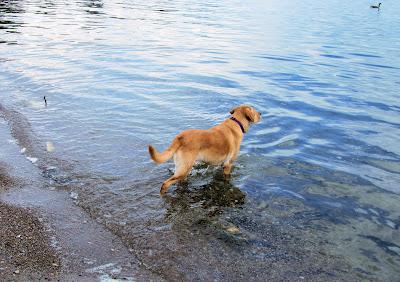 My dog can swim. And swim....and swim....