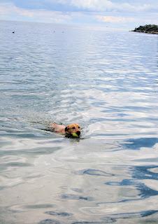 My dog can swim. And swim....and swim....