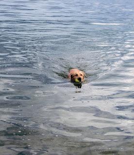 My dog can swim. And swim....and swim....