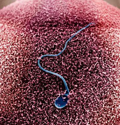 Sperm swimming pattern captured for the first time