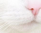 White Whiskers, Pink Nose, Photograph, Kitten Photograph, 5x7 Color Photograph, FPOE, POE, Pastel - SandraLynns