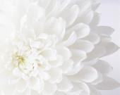 Mums - Fine Art Photography - Flower, Close up, Bloom, Blossom, Wall Art, White, Petals - 8x10 - SweetMomentsCaptured