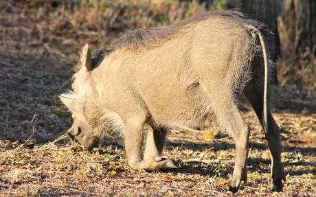 hluhluwe game reserve  pictures of warthog eating