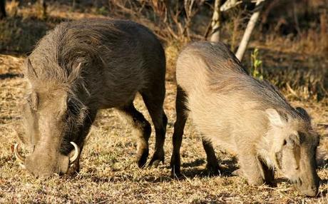 hluhluwe game reserve picture of warthogs eating