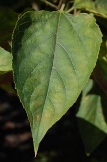 Clerodendrum trichotomum Leaf (08/09/2012, Kew Gardens, London)