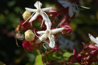 Clerodendrum trichotomum Flower (08/09/2012, Kew Gardens, London)