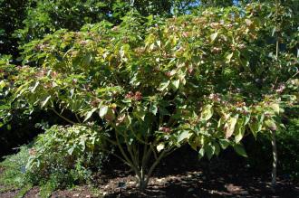 Clerodendrum trichotomum (08/09/2012, Kew Gardens, London)