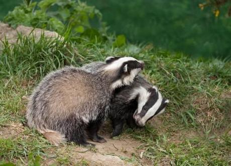 Badger cull gets government go-ahead