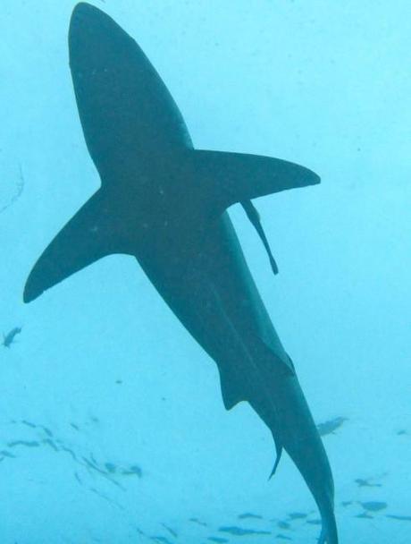 Oceanic shark silhoutte seen in Protea Banks, South Africa