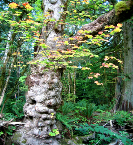 treehouse point 2 Eco Day ~ Tree House Hotel Designs HomeSpirations