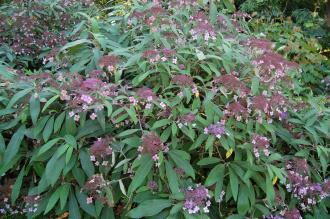 Hydrangea aspera (08/09/2012, Kew Gardens, London)