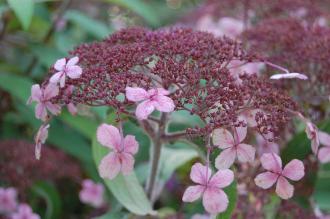 Hydrangea aspera Flower (08/09/2012, Kew Gardens, London)