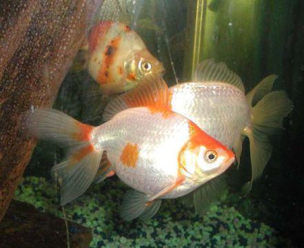 Goldfish (Photo by Raul654/Creative Commons via Wikimedia)