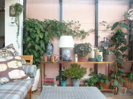 House plants looking healthy in a conservatory