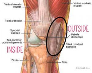 Knee-Anatomy-300x240