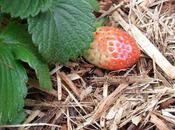 Charles Darwin's Strawberry