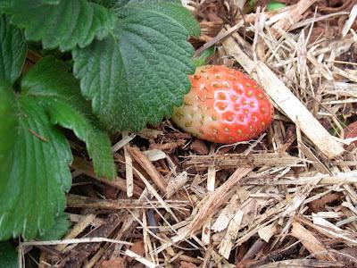 Charles Darwin's Strawberry