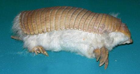 Pink Fairy Armadillo (Public Domain Image)