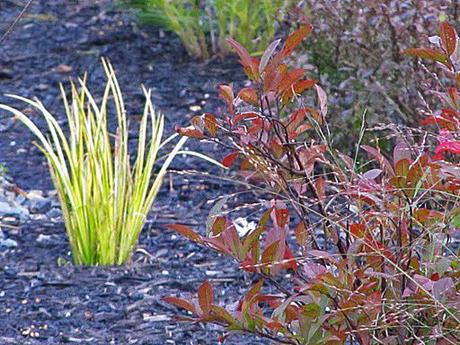 Acorus gramineus (Sweet Flag) 'Oborozuki'