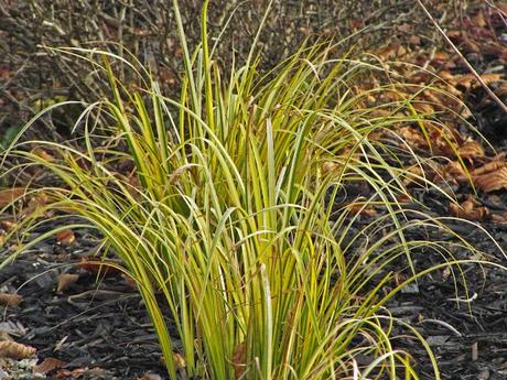 Acorus gramineus (Sweet Flag) 'Oborozuki'