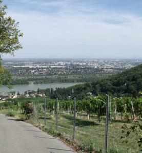 Vineyards down to the Danube, Vienna