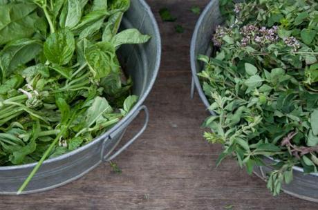 A Farmers Market Stroll (Washington DC)