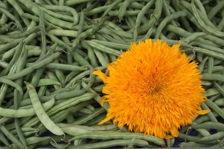 A Farmers Market Stroll (Washington DC)