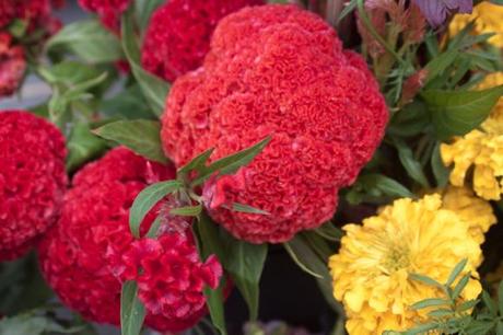 A Farmers Market Stroll (Washington DC)