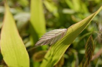 Chasmanthium latifolium Flower (08/09/2012, Kew Gardens, London)