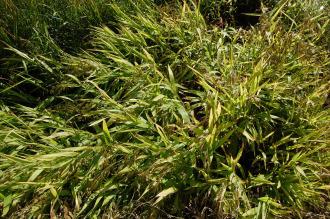 Chasmanthium latifolium (08/09/2012, Kew Gardens, London)