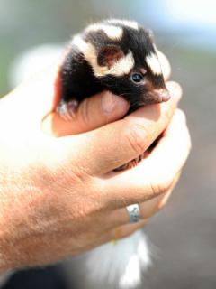 Spotted Skunk: Image by Vladeb, Flickr