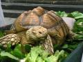 Blessing Of The Animals At St John The Divine Celebrates Human-Nature Bond