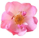 Rose Hip Oil (Rosa Rubiginosa)