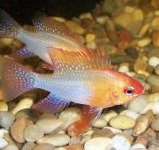 Cichlid