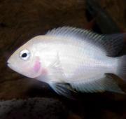 Cichlid