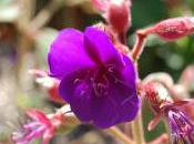 Plant Week: Tibouchina Urvilleana