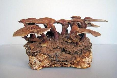 Mushroom building bricks that are stronger than concrete