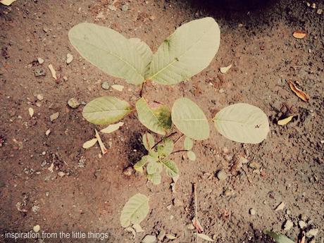 leaves that grew from the ground