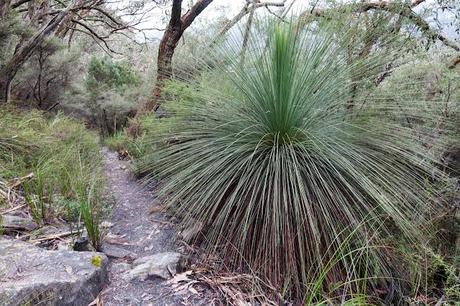 grass tree next to mount abrupt track